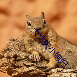 大丈夫小媳婦
