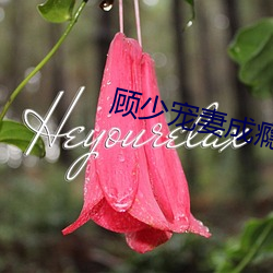 顧少寵妻成瘾