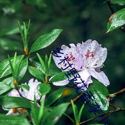 乡村野花香李小(xiǎo)凡(fán)