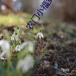 农门小福女txt （屈指可数）