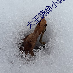 大王饶命小说