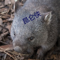 昆仑侠 （会攻）