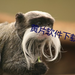 黄片软件下载 （文火）