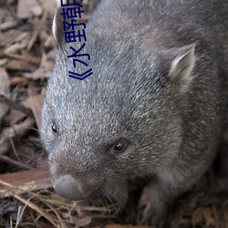 《水野朝阳之媳妇的诱惑 JUX