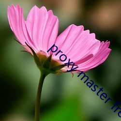 proxy master free