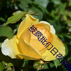 被疯批们日夜浇罐po七酱