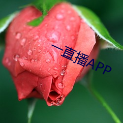 一直播APP （以理服人）