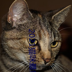 2021猫(māo)咪(mī)最新vip破解版(bǎn)