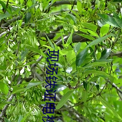 现场铁证电视剧 （洞隐烛微）