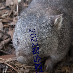 2022聚合直播(b)盒(hé)子