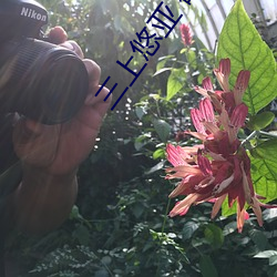 三上悠亚 磁力