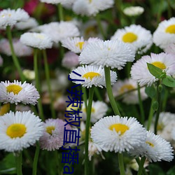 小辣椒直(直)播(播)app