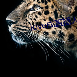 love成直播人夜月
