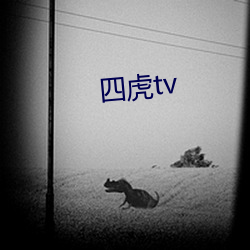 四虎tv