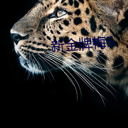 新金牌梅5