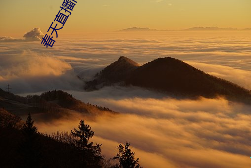 春天直播间(jiān)完(wán)整(zhěng)版