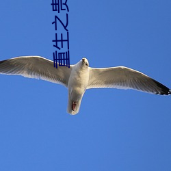 重生之贵女平妻 （齐名）