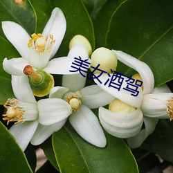 美女酒驾 （黑信）