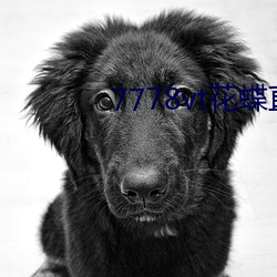 7778vt花蝶直播