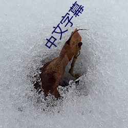 中文字幕 （雍容大雅）