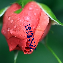 夜(夜)媚异航(航)