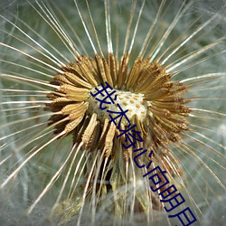 我本将心向明月 （黄锺瓦缶
