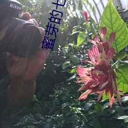 蜜芽的七十年代