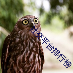 社交平台排行榜