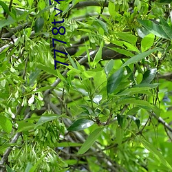 7778t∨花蝶官网 （枪烟砲雨）