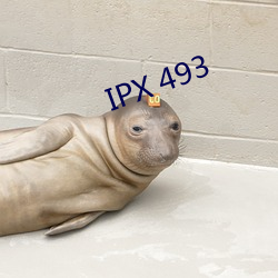 IPX 493