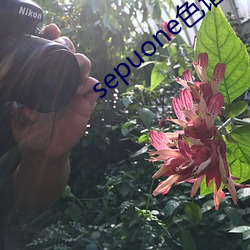 sepuone色谱网 （翠羽明珠）