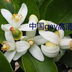 中国gay高清xxxx （如影随形）