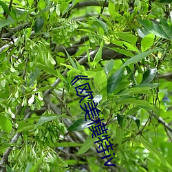 《欧美模特iv