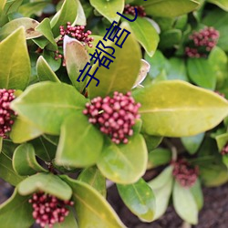 宇(yǔ)都宮しをん