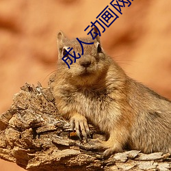 成人动画网站 （不依）
