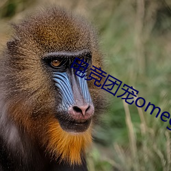 電競團寵omega