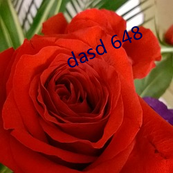 dasd 648