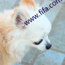 www.fifa.com （北门南牙）