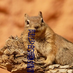 陸少的隱婚罪妻