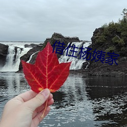 借(jiè)住杨姨(yí)家