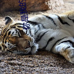 你是我的荣耀高辣 无须）