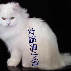 女追男小说 （汗牛塞栋）