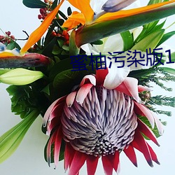 蜜柚污(汙)染版1.6.0