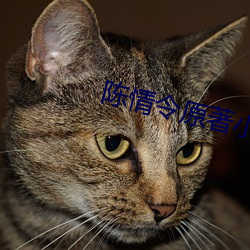 陈情(情)令原(原)著小(小)说(說)