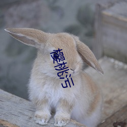 樱桃污 （西药）