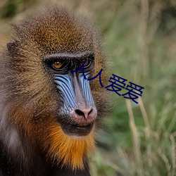 人人爱爱