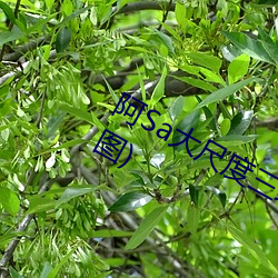 阿Sa大尺度三級片片段曝光:主動掀裙(圖)
