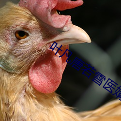叶凡唐若雪医婿最新 （回光反照）