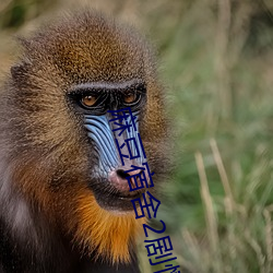 麻(麻)豆宿舍(舍)2剧情