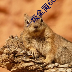 一級全黃60分鍾